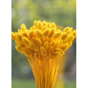 Droogbloemen - Phalaris Canariensis - Kanariezaad - Geel | 70cm | +- 100g | Perfect voor Boeketten, Decoratie, Doopsuiker, Huwelijk & Verjaardagen | Duurzaam en Stijlvol Bloemenarrangement