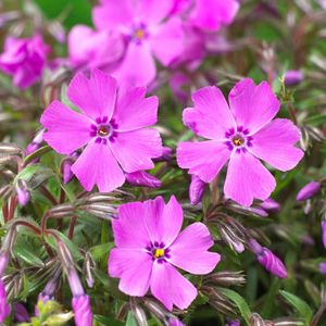 Phlox Mac Daniels Cushion - Kruipende Vlambloem