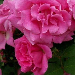 Klimroos - Rosa 'Zephrine Drouhin' - Klimroos