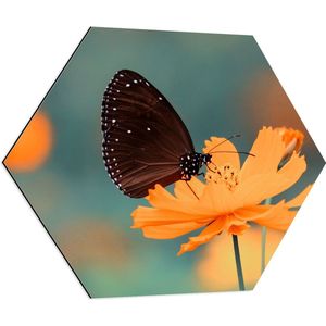 WallClassics - Dibond Hexagon - Bruine Vlinder op Feloranje Bloem - 70x60.9 cm Foto op Hexagon (Met Ophangsysteem)
