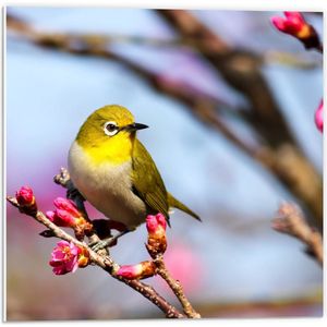 WallClassics - PVC Schuimplaat - Gele Vogel in Boom met Roze Bloementjes - 50x50 cm Foto op PVC Schuimplaat (Met Ophangsysteem)