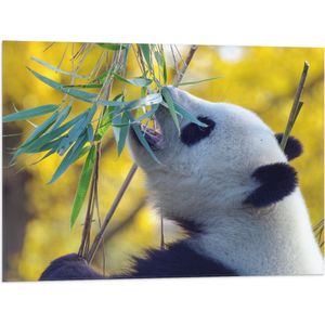 WallClassics - Vlag - Etende Panda aan Planten - 80x60 cm Foto op Polyester Vlag