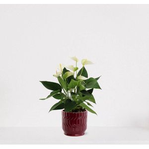 Anthurium Wit in sierpot Jacky bordeaux rood – bloeiende kamerplant – flamingoplant – 40-50cm - Ø13 – geleverd met plantenpot – vers uit de kwekerij