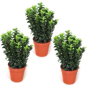 Japanse kardinaalsmuts - Euonymus japonicus Green Spire - struik - Buxus vervanger - 3 stuks - ca. 25 cm hoog - Ø 13cm