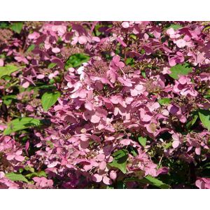 Hydrangea paniculata 'Wim's Red' - Potmaat 23 - Planthoogte 30-40 cm