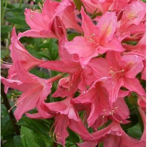 Azalea mollis Roze - Azalea - 40-50 cm in pot: Roze bloeiende tuinazalea