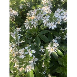 Choisya Ternata - Mexicaanse Oranjebloesem , Glansmispel 25-30 cm in pot