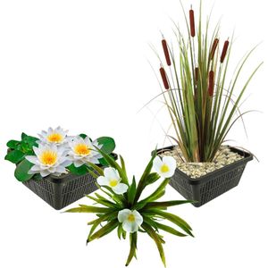 vdvelde.com - Inheemse Waterplanten - 11 stuks - Witte Waterlelie, Krabbescheer, Lisdodde - Combi set - 11 planten - Plaatsing: -1 tot -40 cm