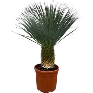 Green Harmony - Yucca Rostrata - 160 cm - Ø50cm