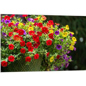 WallClassics - PVC Schuimplaat- Bloemenmadjes met Rode, Paarse en Gele Bloemen - 105x70 cm Foto op PVC Schuimplaat