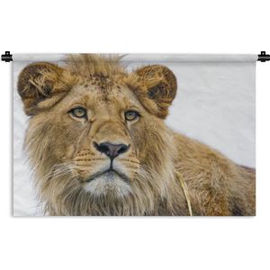 Wandkleed Leeuw - nieuw - Jonge leeuw op een witte achtergrond Wandkleed katoen 180x120 cm - Wandtapijt met foto XXL / Groot formaat!
