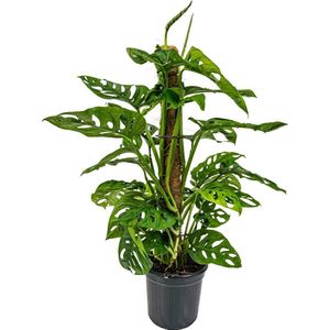 Monstera 'Monkey Leaf' mosstok - Gatenplant - Kamerplant - Luchtzuiverend - ⌀17 cm - 75-80 cm