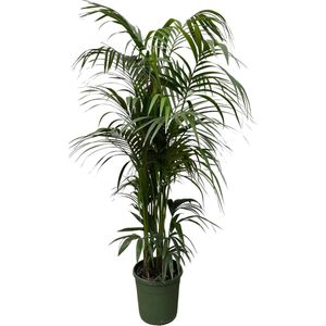 Kentia Palm - Howea Forsteriana XXL hoogte 230cm potmaat 38cm