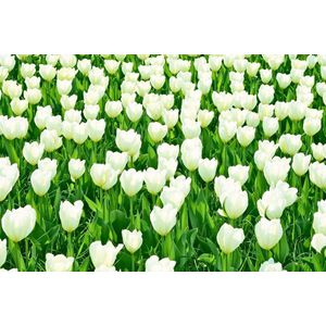 Dibond - Bloemen - Bloem - tulp / tulpen in wit / groen - 120 x 180 cm.