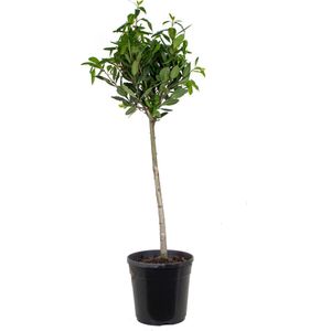 Laurus Nobilis Stam - Keukenlaurier - Heester - Groenblijvend - ⌀21 cm - 90-100 cm