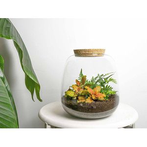 Planten terrarium - Emma Mini - DIY kit - ↑ 20 cm - Ø 19 cm