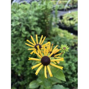 6 x Rudbeckia subtomentosa 'Henry Eilers' - Zonnehoed - P9 Pot (9 x 9cm) - Dima Vaste Planten