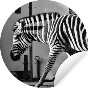 WallCircle - Behangcirkel - Wilde dieren - Zebra - Muur - Deur - Zelfklevend behang - 30x30 cm - Behang zelfklevend - Behangsticker