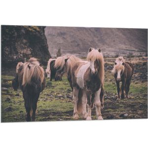 WallClassics - Vlag - Kudde Friese Paarden - 105x70 cm Foto op Polyester Vlag