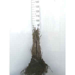 25 x Syringa vulgaris - Gewone sering 40- 60 cm blote wortel