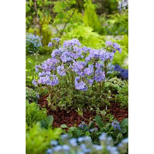 Plants Online - Tuinplanten - Vaste planten - Set van 5 - Phlox stolonifera 'Blue Ridge' - 0.7 liter pot - Plant