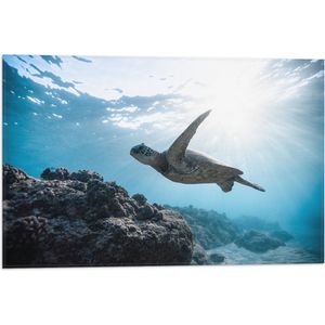 WallClassics - Vlag - Schilpad Zwemmend onder Water - 60x40 cm Foto op Polyester Vlag