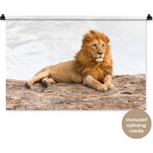 Wandkleed Leeuwen - Liggende leeuw Wandkleed katoen 90x60 cm - Wandtapijt met foto