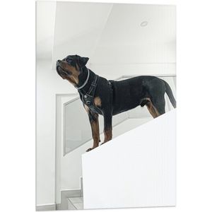 WallClassics - Vlag - Rottweiler op Trap - 60x90 cm Foto op Polyester Vlag