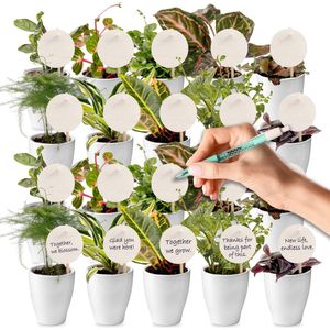 vdvelde.com - Giveaway Mini Plantjes met Potjes - 20 stuks met Kaartjes en Stokjes - Kleine Bedankjes - 20 kamerplantjes + kaartjes voor personalisatie - Ø 6 cm ↥ ca. 10 cm - Incl. 20 witte potjes