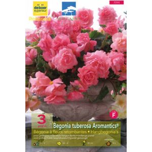 Begonia 'Aromatics'®
