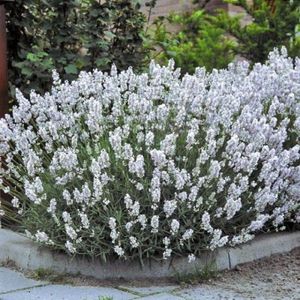 4 x Witte Lavendel Planten XL - Vaste Planten - Tuinplanten Winterhard - Lavandula intermedia Edelweiss in C2(liter) pot met hoogte 10-30cm