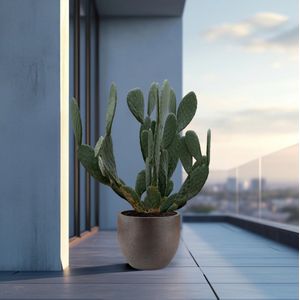 Cactus Opuntia - 140cm