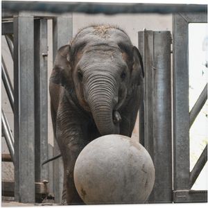 WallClassics - Vlag - Baby Olifant met een Bal - 50x50 cm Foto op Polyester Vlag