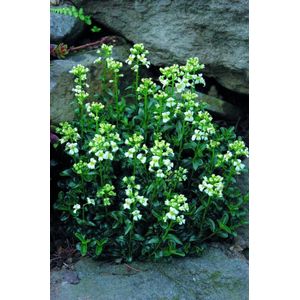 Plants Online - Tuinplanten - Vaste planten - Set van 5 - Arabis suendermannii - 0.7 liter pot - Plant