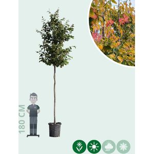 Perzisch IJzerhout | Parrotia persica 14-18 cm | Bomenbezorgd.nl
