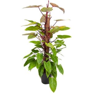 Philodendron ‘Painted Lady’ (mosstok) ↨ 120cm - hoge kwaliteit planten