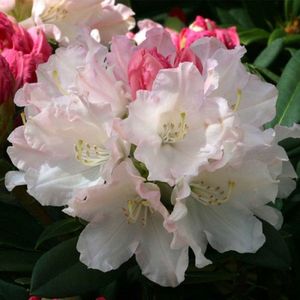 Rhododendron 'Dreamland' 25-30 cm