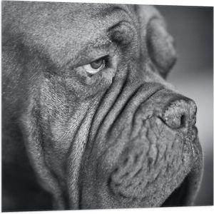 WallClassics - Vlag - Bordeaux hond Zwart / Wit - 80x80 cm Foto op Polyester Vlag