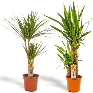 Tropische Kamerplanten Set: Drakenbloedboom (Dracaena Marginata) & Palmlelie (Yucca Elephantipes) - Exotische Blikvangers voor Elk Interieur