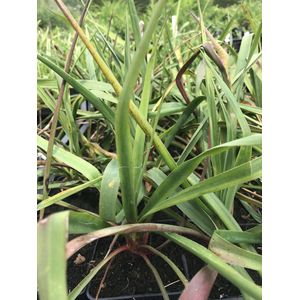 6 x Yucca filamentosa - Palmlelie - P9 Pot (9 x 9cm) - Dima Vaste Planten