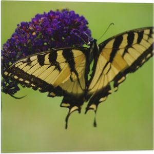 WallClassics - Vlag - Geel / Zwarte Vlinder op Paarse Bloem - 50x50 cm Foto op Polyester Vlag