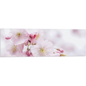 WallClassics - Vlag - Roze Cherry Bloemen - 90x30 cm Foto op Polyester Vlag