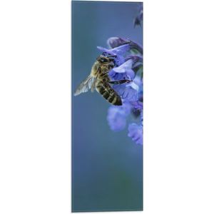 WallClassics - Vlag - Bij op Paarse Bloemen - 20x60 cm Foto op Polyester Vlag