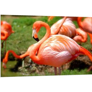 WallClassics - PVC Schuimplaat - Roze Flamingo Kudde op het Grasveld - 120x80 cm Foto op PVC Schuimplaat (Met Ophangsysteem)
