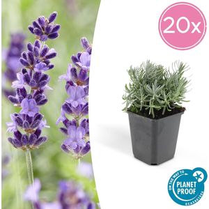 Trendyplants - Lavandula 'Hidcote' - 20 stuks - Lavendel - Winterhard - Hoogte 10-25 cm - Potmaat Ø9cm