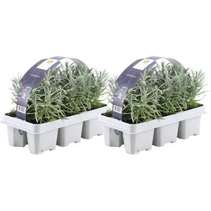Trendyplants - Lavendel angustifolia - 12 stuks - Lavendel - Winterhard - Hoogte 10-20 cm - Potmaat Ø7cm
