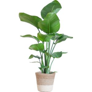 Cadeauplanten.nl | Strelitzia Nicolai met Lissabon mand wit - Ø19cm - 70-80cm hoog - Kamerplant - Groenblijvend