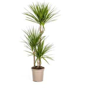 De Groene Drakenboom, Smalle, Puntige, Diep Groene Bladeren.Tropische Uitstraling, Groene Kamerplant, Dracaena Marginata Green Ø21cm - 120cm