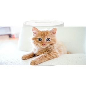 Spaarpot - Rode Kitten