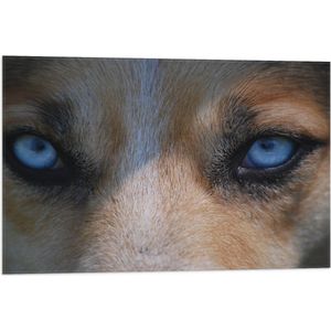 WallClassics - Vlag - Blauwe Ogen van een Hond - 75x50 cm Foto op Polyester Vlag